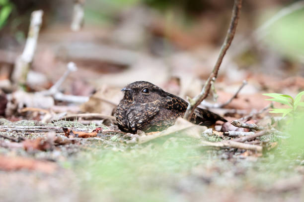 istock The blackish nightjar (Nyctipolus nigrescens)  in Colombia 2150383442