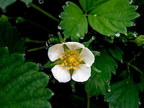 fresh bright delicate first strawberry flowers in spring in the garden, dew drops on the leaves and petals of flowers