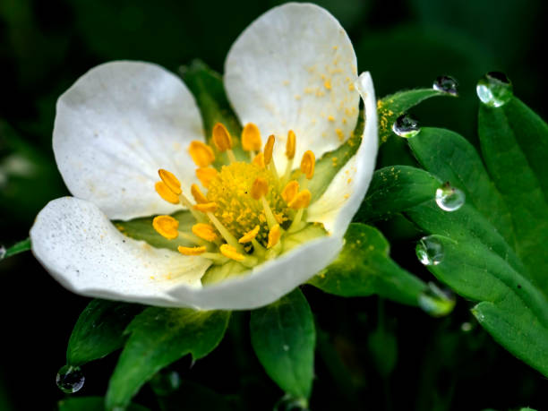 fresh bright delicate first strawberry flowers in spring in the garden, dew drops on the leaves and petals of flowers