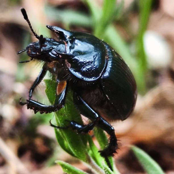 istock Beetle in balance with his little friend 2150386705