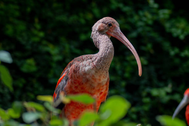 EMPURIABRAVA, Butterfy Park - April 2024 - Scarlet Ibis (Eudocimus ruber) - Shows a Scarlet Ibis in Butterfly park in Empuriabrava