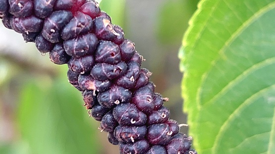 black king mulberry closeup view