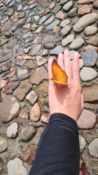 istock An Orange Butterfly on human hand 2150388135