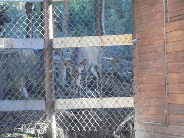 istock A view on a female deer behind a dense fence in a game enclosure 2150388368