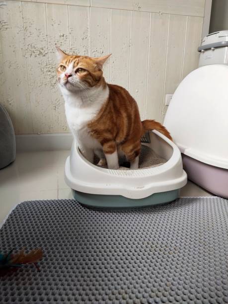 istock The cat is in the sandbox. 2150389647