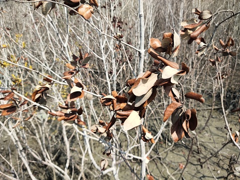 A closeup of the branch with autumn oak leaves.