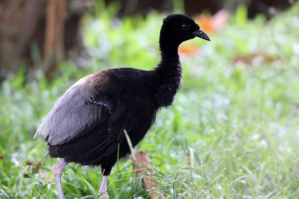 The grey-winged trumpeter (Psophia crepitans) is a member of a small family of birds, the Psophiidae. This photo was taken in Colombia.
