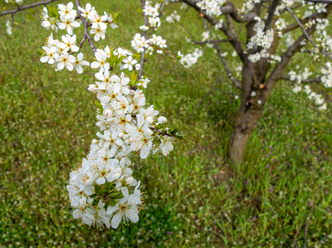 Blooming apple trees in a row on a flower meadow.