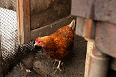 free range red brown chicken hen on ground. laying hen chick at barnyard, organic farm