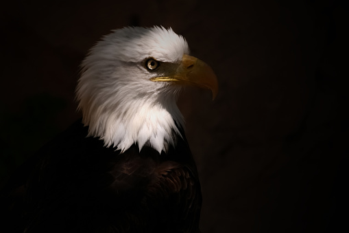 American Bald Eagle with blurred background.
