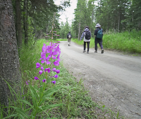People walking on the track to Brooks Falls. Fireweed flowers on the side of the trail. Katmai National Park and Preserve. Alaska. USA.