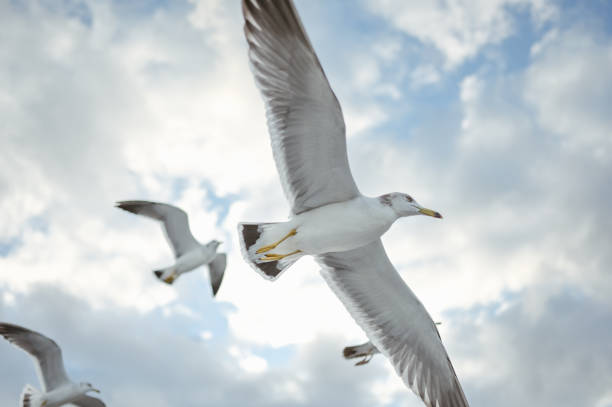 Seagulls and hawk flying fallow sightseeing boat at Amanohashidate Kyoto Japan