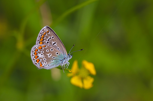 Macro shot of common blue butterfly (Polyommatus Icarus) on a dry twig in foreground. Defocused background with bluebell flower and some grass.
