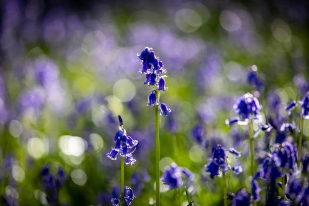 Brightly coloured sunlit purple bluebell flowers against a natural green woodland background, using a shallow depth of field.