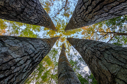 Photogenically amazing view by looking up from the connected bottom of quintuple maple trees in autumn at Siouluan village of Hsinchu county in northern Taiwan.