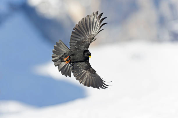 A small crow bird perched at high altitude in the Alps of Switserland.