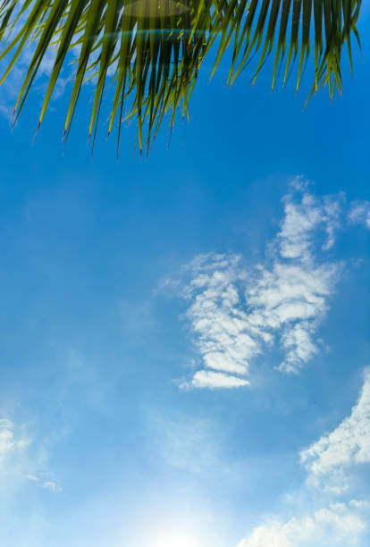 Palm trees on a tropical island in the Maldives at sunset.