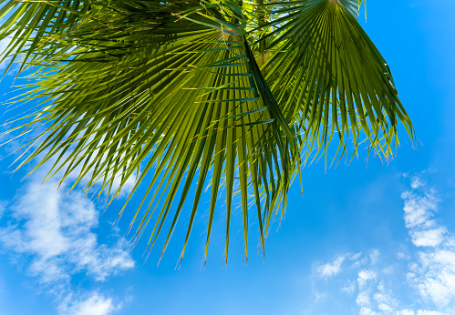 Palm trees, blue sky background. Tropical leaves, travel concepts backgrounds