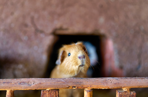 A small guinea pig in the house of an indigenous person from the Sacred Valley area in Peru