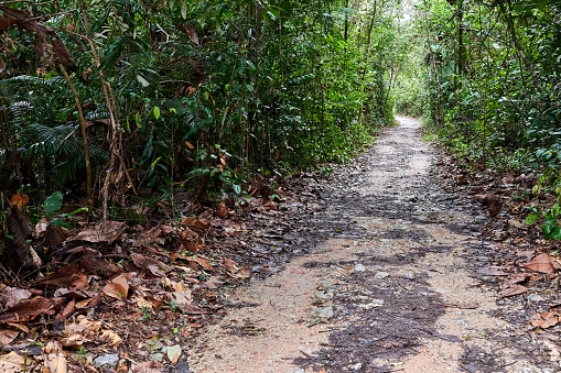MacRitchie Nature Trail, a popular trail walking trail that circumnavigates the reservoir. Singapore.