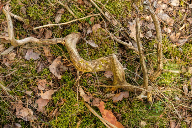 With a gentle arc, a branch curves gracefully against the backdrop of the forest, a testament to the organic beauty of nature's design.