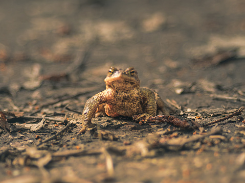 Amongst the craggy edges of Licu-Langu, a solitary frog finds refuge, its presence a reminder of the delicate balance of nature