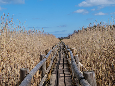 Winding through the lush reed beds of Kanieris, the wooden pathway offers a serene passage into Latvia's untamed beauty