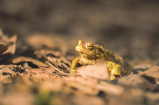 In the shadow of Latvia's Licu-Langu cliffs, a frog croons its nightly serenade, adding a symphonic touch to the rugged landscape