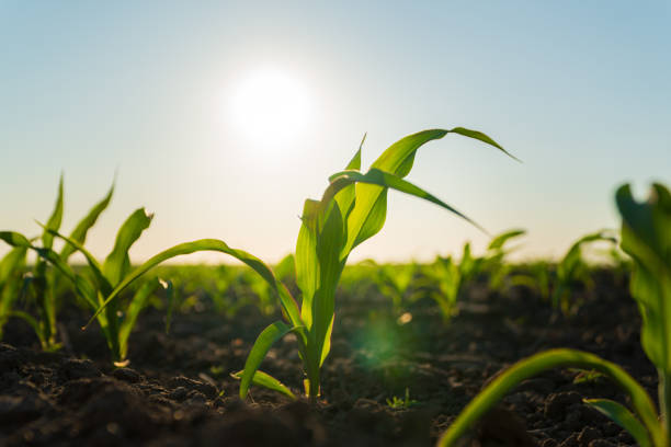 istock A corn sprout grows against the sun. A corn field with small corn plants on a sunny day 2150399784