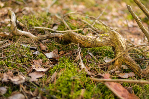 Like a dancer's graceful movement, the curved branch weaves a delicate pattern in the tapestry of the forest, a symbol of nature's elegant charm.