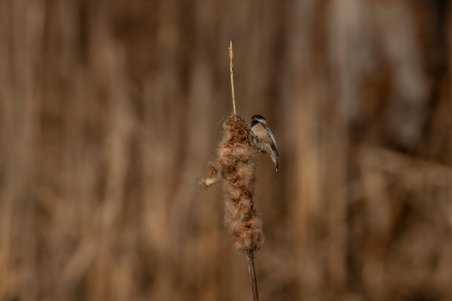 Black-capped Chickadee gathers fluff from a cattatil