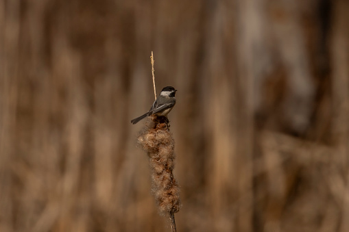 Black-capped Chickadee perched on a cattail