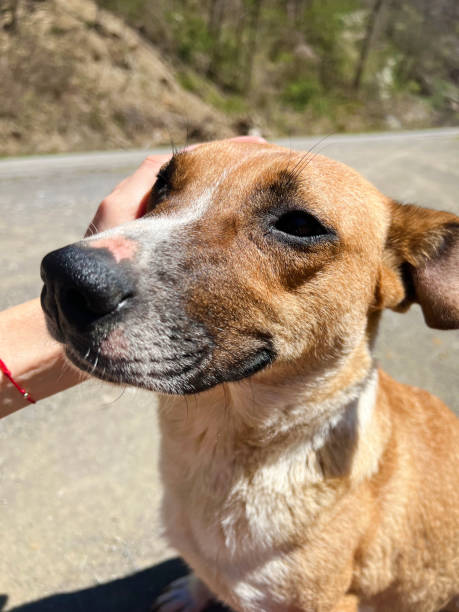 istock Woman petting her adopted dog 2150400198