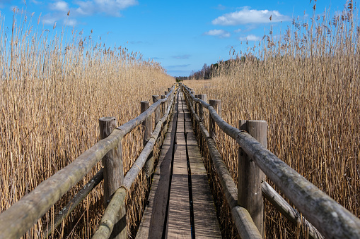 Step by step, Kanieris' wooden pathway guides visitors through a symphony of reeds, weaving a tapestry of serenity in Latvia's wilderness.