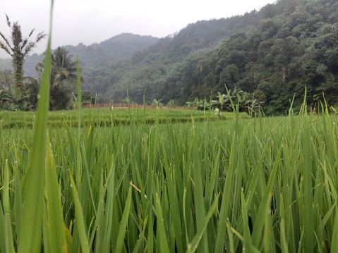 Beautiful green view of rice field and mountain