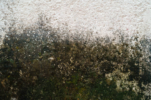 A close-up shot of a wall richly covered in vibrant green moss and white patches, creating a compelling natural texture and pattern.