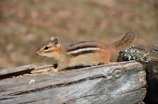 Chipmunk with an acorn in its mouth.