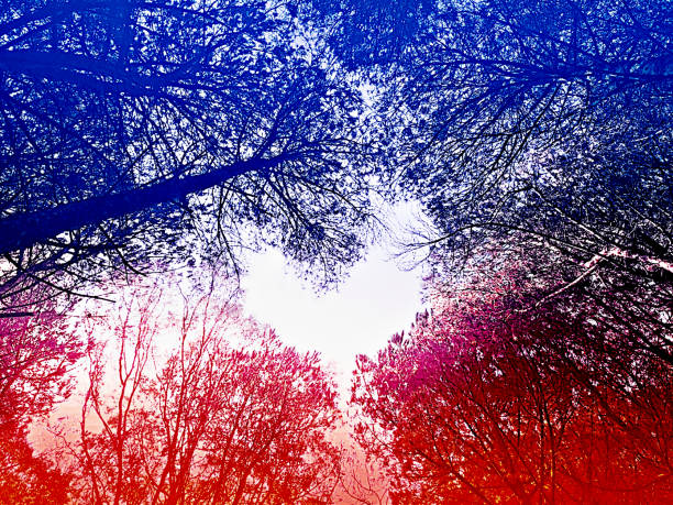 A heart in the sky among the branches of trees.