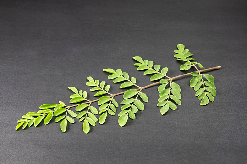 young leaves of Fresh green medicinal Pods of Moringa oleifera, horseradish, drumstick tree Isolated on a black background. it has great medicinal properties and health benefits. Sojna data or shak.