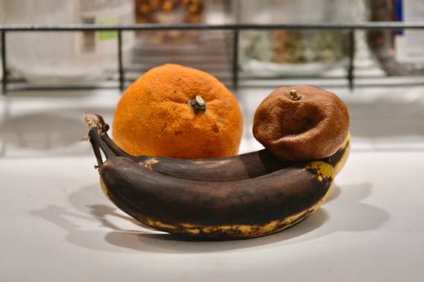 Fruits gone bad, food waste concept. Orange, tangerine and banana in decomposition process