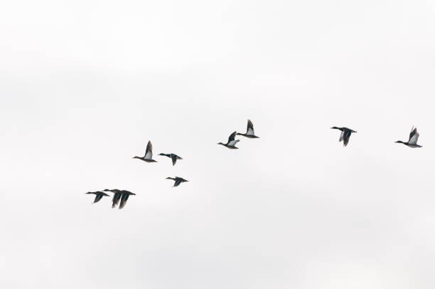 istock Mallards flying over the lake in a winter day 2150404957