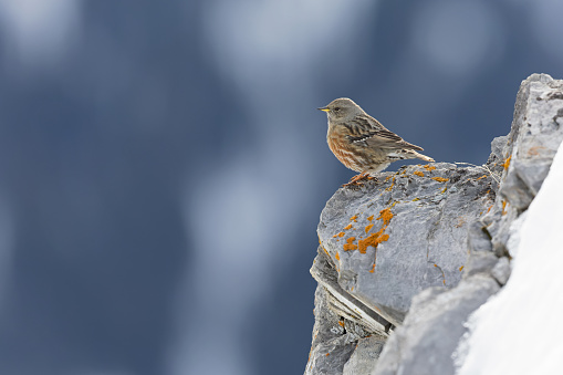 A small passerine bird perched at high altitude in the Alps of Switserland.