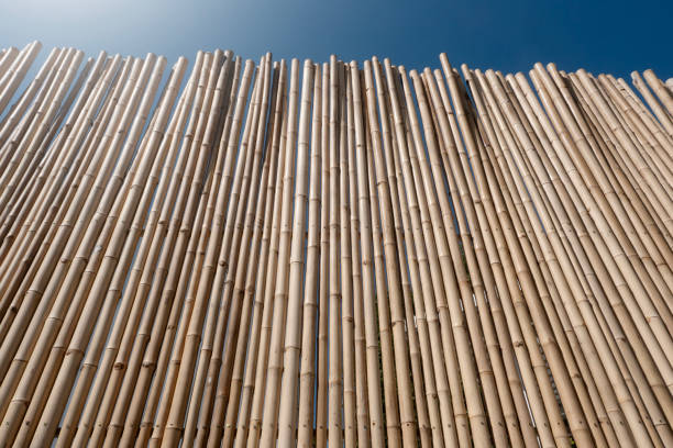 bamboo fence or wall texture background for interior or exterior design.
