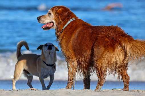 Large retriever and medium friend, social behavior, South Fremantle, Little Dog Beach, Perth, Australia