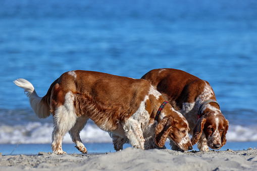 Two brown and white spaniels, social behavior, South Fremantle, Little Dog Beach, Perth, Australia