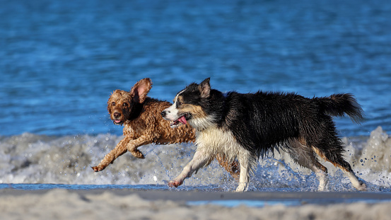 Two dogs, running, surf zone, sea, social behavior, South Fremantle, Little Dog Beach, Perth, Australia
