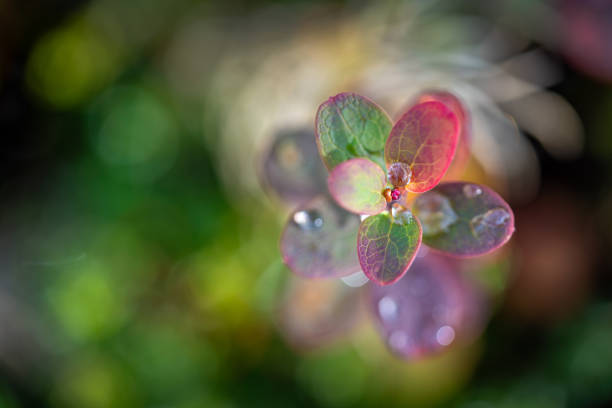 Leaves with water drops in fantastic autumn colours