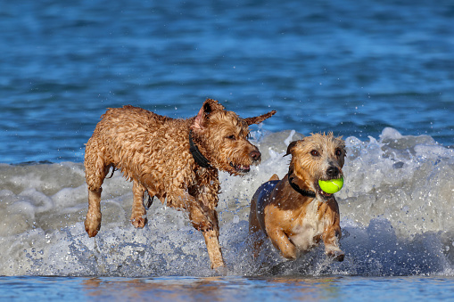 Two dogs play with tennis ball in sea, social behavior, South Fremantle, Little Dog Beach, Perth, Australia
