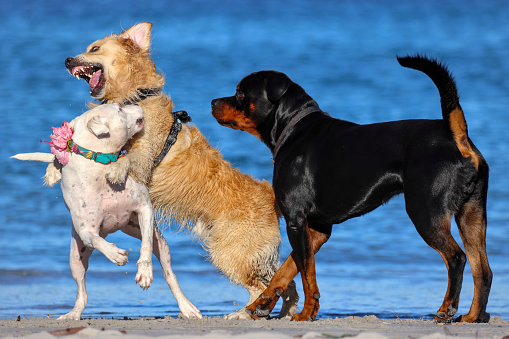 Three large dogs, mock fight, social behavior, South Fremantle, Little Dog Beach, Perth, Australia