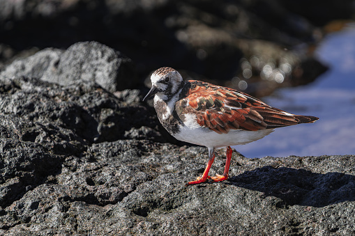 ruddy turnstone (Arenaria interpres) in breeding plumage, on volcanic rocks, on the coast, Tenerife, Canary islands